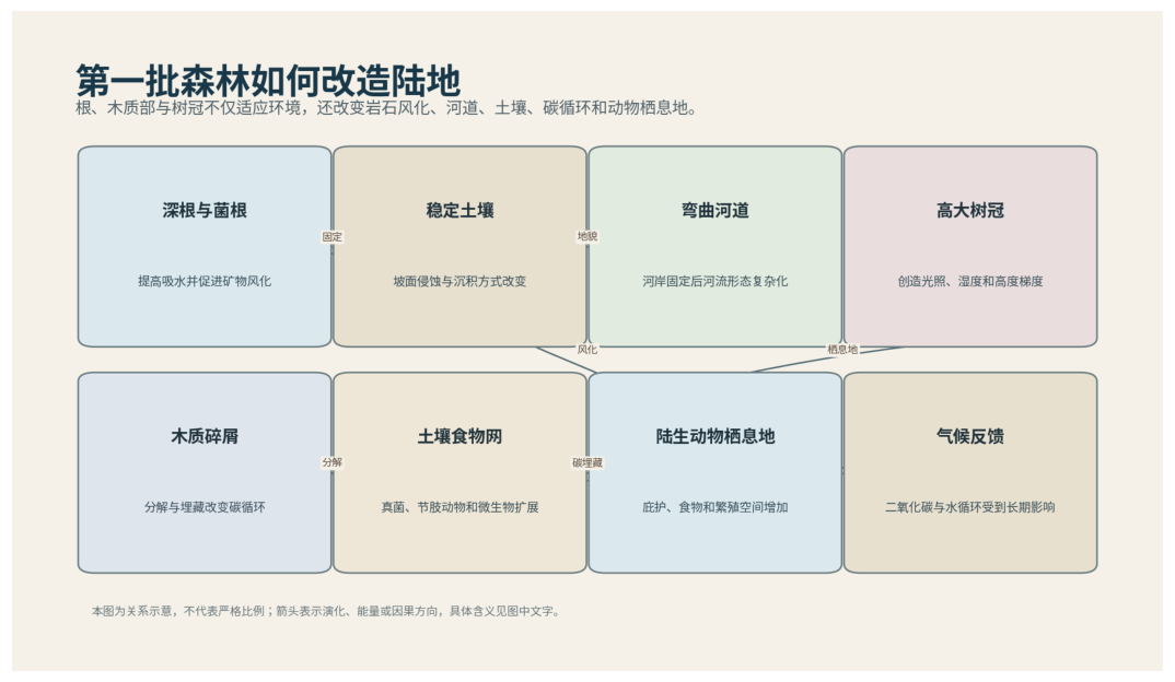 图 23-1　根、木材和树冠使植物成为地球表面工程师。