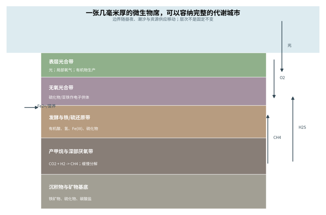图 3-1　微生物席内部在毫米尺度形成光、氧和硫化物梯度。