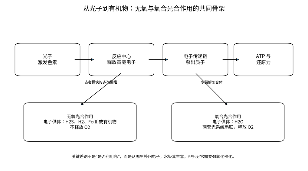 图 4-1　氧合光合作用把水作为电子来源，并释放氧气。