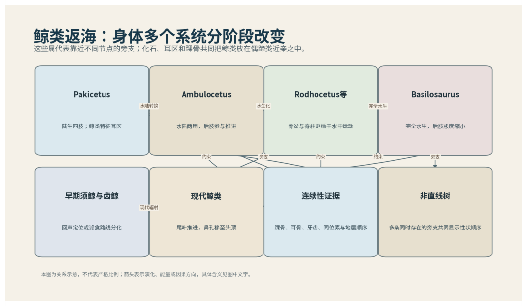 图 54-1　鲸类返海过程中四肢、骨盆、鼻孔、耳和尾部逐步改变。